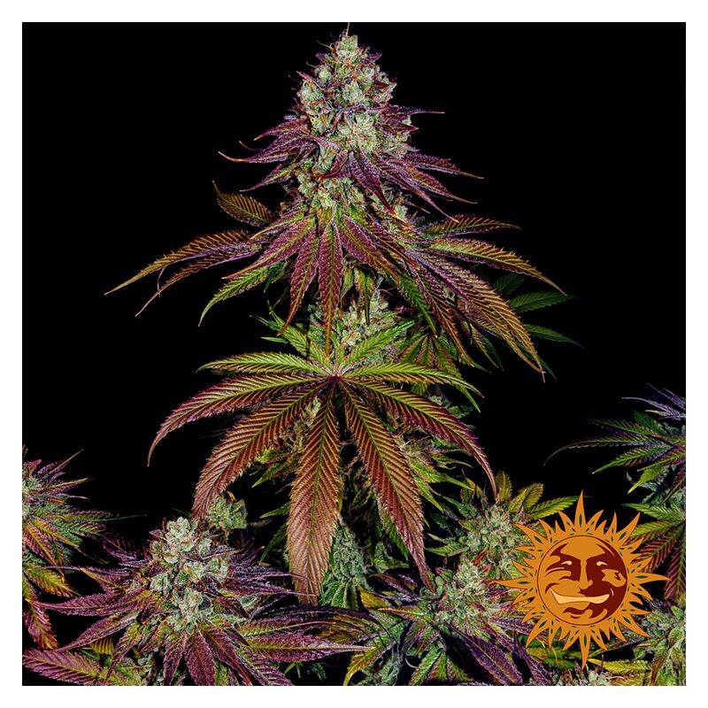 Mimosa EVO, Фасовка: 5, изображение 15